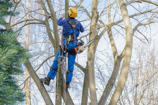 Best Tree Health Inspection  in Elkton, KY