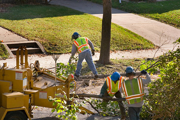Best Root Management and Removal  in Elkton, KY