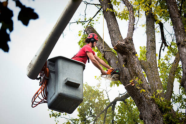 Best Tree Removal  in Elkton, KY